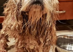 Dog found on Chicago Expressway, Cocker Spaniel