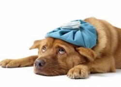 Dog flu at Chicago Anti-Cruelty Society puts adoptions on hold