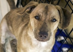 Help Chicago Anti-Cruelty Society