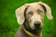 Blastomycosis disease affects Chicago dogs